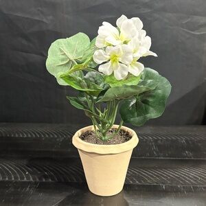 Threshold Artificial White Geranium plant